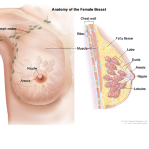 breast-biopsy-stereotactic-breast-biopsy-breast-biopsy-procedure